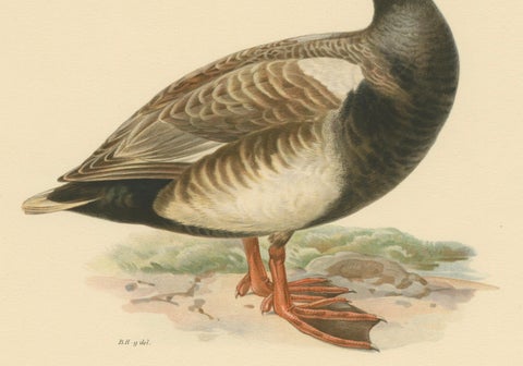 Crimson Crown: Old Bird Print of The Red-Crested Pochard by Magnus von Wright, close-up 2