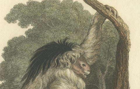 Antique Print with Hand Coloring of a Pale-Throated Sloth, close-up 1