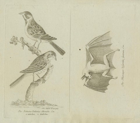 Antique Ornithological & Zoological Engraving, Bird and Bat Species, c.1800, close-up 1