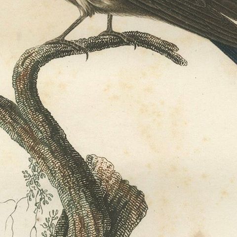 The White-Bellied Caribbean Martin, An 1807 Ornithological Illustration, close-up 5