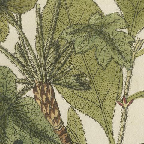 Ipecacuanha and Contrayerva Medicinal Roots, Antique Bertuch Print, circa 1812, close-up 3