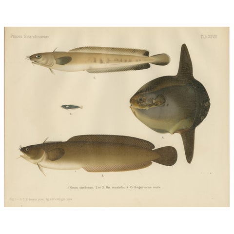 Ocean Sunfish and Scandinavian Blennies - Unique and Striking Fish Litho, 1895
