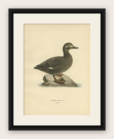 Antique Bird Print of the Velvet Scoter by Von Wright '1929', shown framed