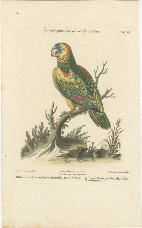 The Large Green Parrot of The West Indies Hand-Colored and Engraved, 1749, view 2