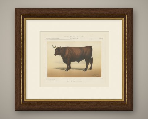 Salers Ox, French Cattle Breed, Antique Chromolithograph by Borie, 1863, shown framed