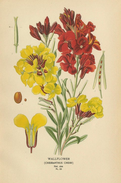 Charming Florals of the Victorian Era: A Collection of Antique Prints, 1896, close-up 1