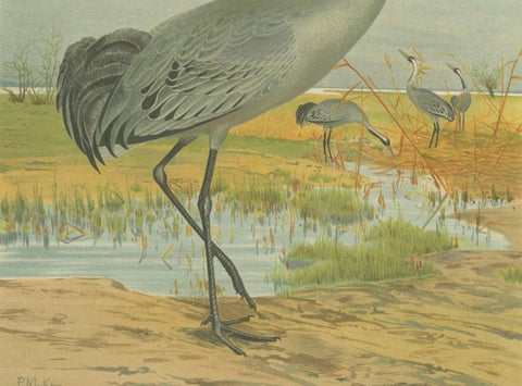 Antique Chromolithograph of the Common Crane, Grus Grus, c.1890, close-up 3