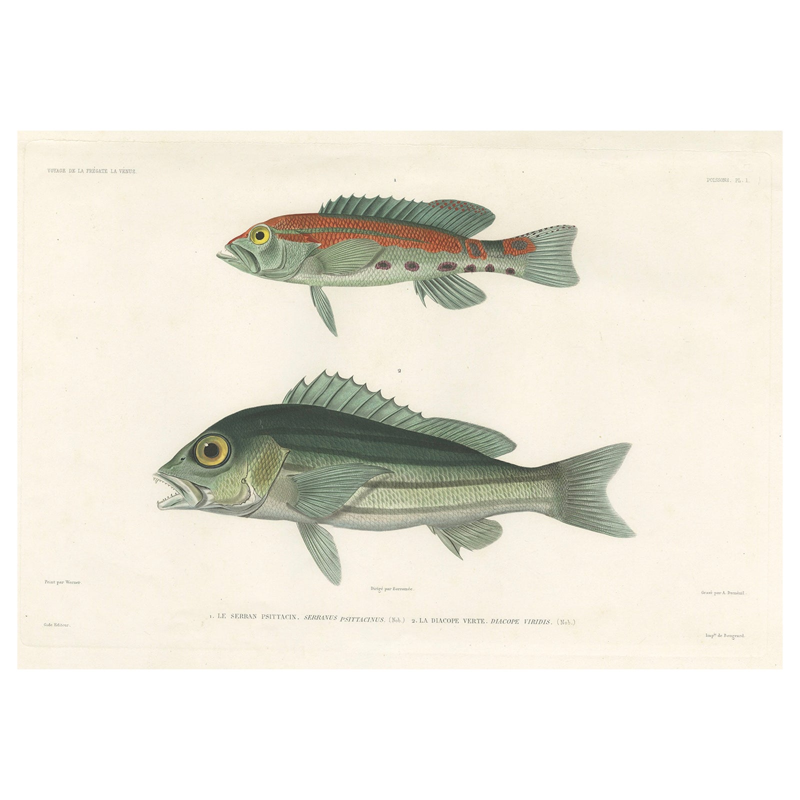 Tropical Fish Engraving, Parrot Hind and Diacope, Paris 1846