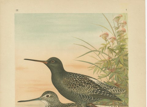 Spotted Redshank and Greenshank, Antique Shorebird Lithograph c.1895, close-up 1