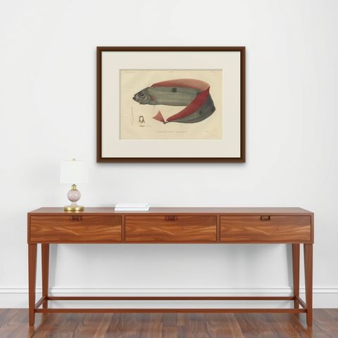 Rare Handcolored Fish Print of the Trachipterus trachypterus, a Ribbonfish, 1842, shown framed on a wall