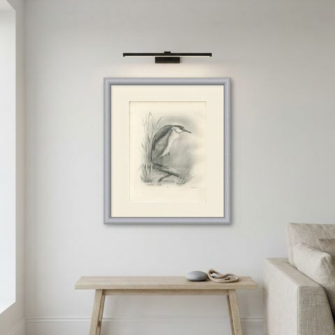 Night Heron, Antique Bird Print after Lilian Medland, circa 1909, shown framed on a wall