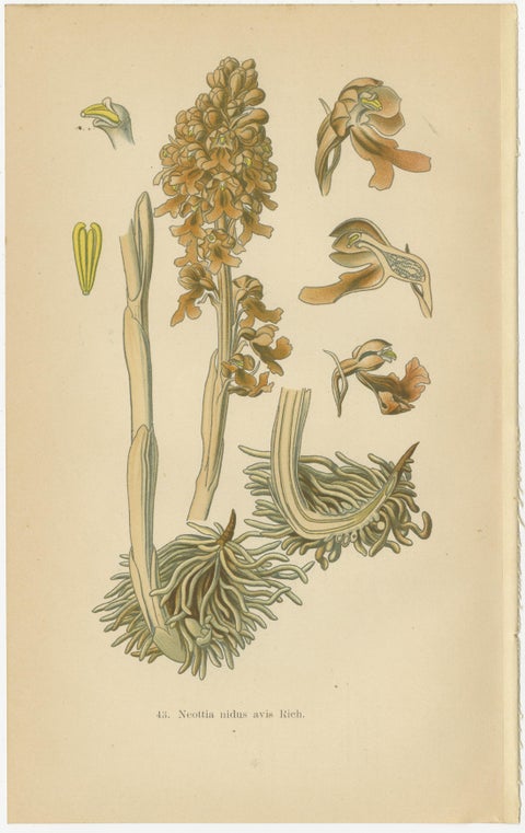 Original Botanical Treasures: The Orchids of Müller's 1904 Collection, view 2