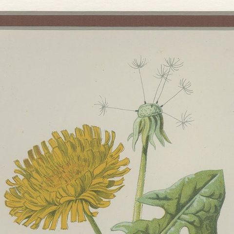 Antique Botany Print of a Dandelion by Hulme 'c.1895', close-up 1