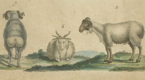 Antique Handcolored Engraving of Sheep and Rams, c.1800, close-up 1