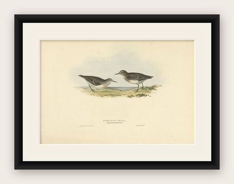 Antique Bird Print of Temminck's Sandpiper by Gould, 1832, shown framed