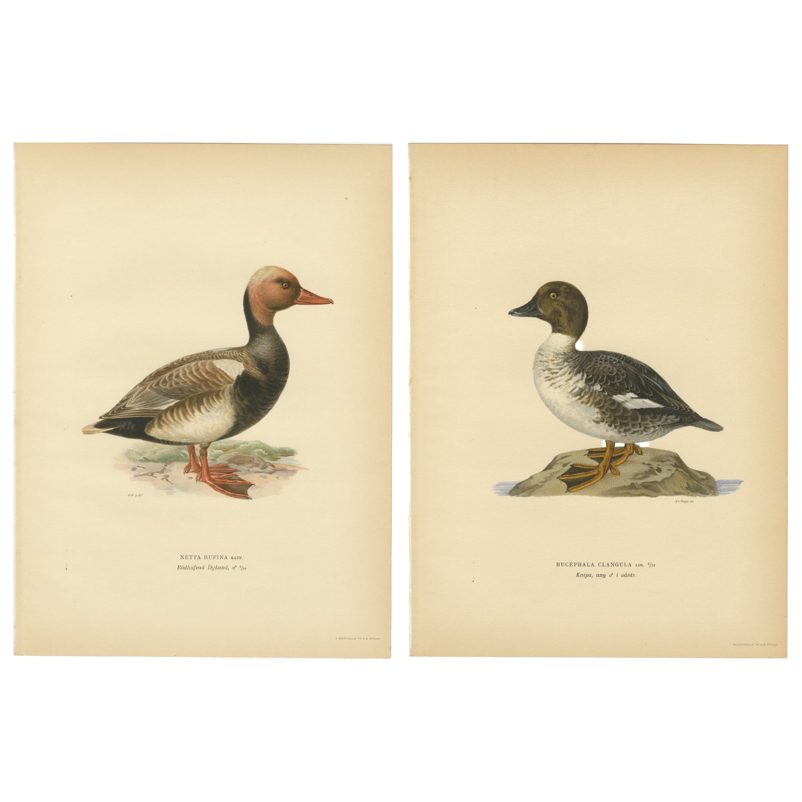 1929 Swedish Ornithology Lithographs Pair, Red-crested Pochard & Goldeneye