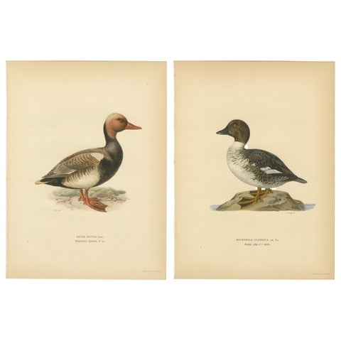 1929 Swedish Ornithology Lithographs Pair, Red-crested Pochard & Goldeneye