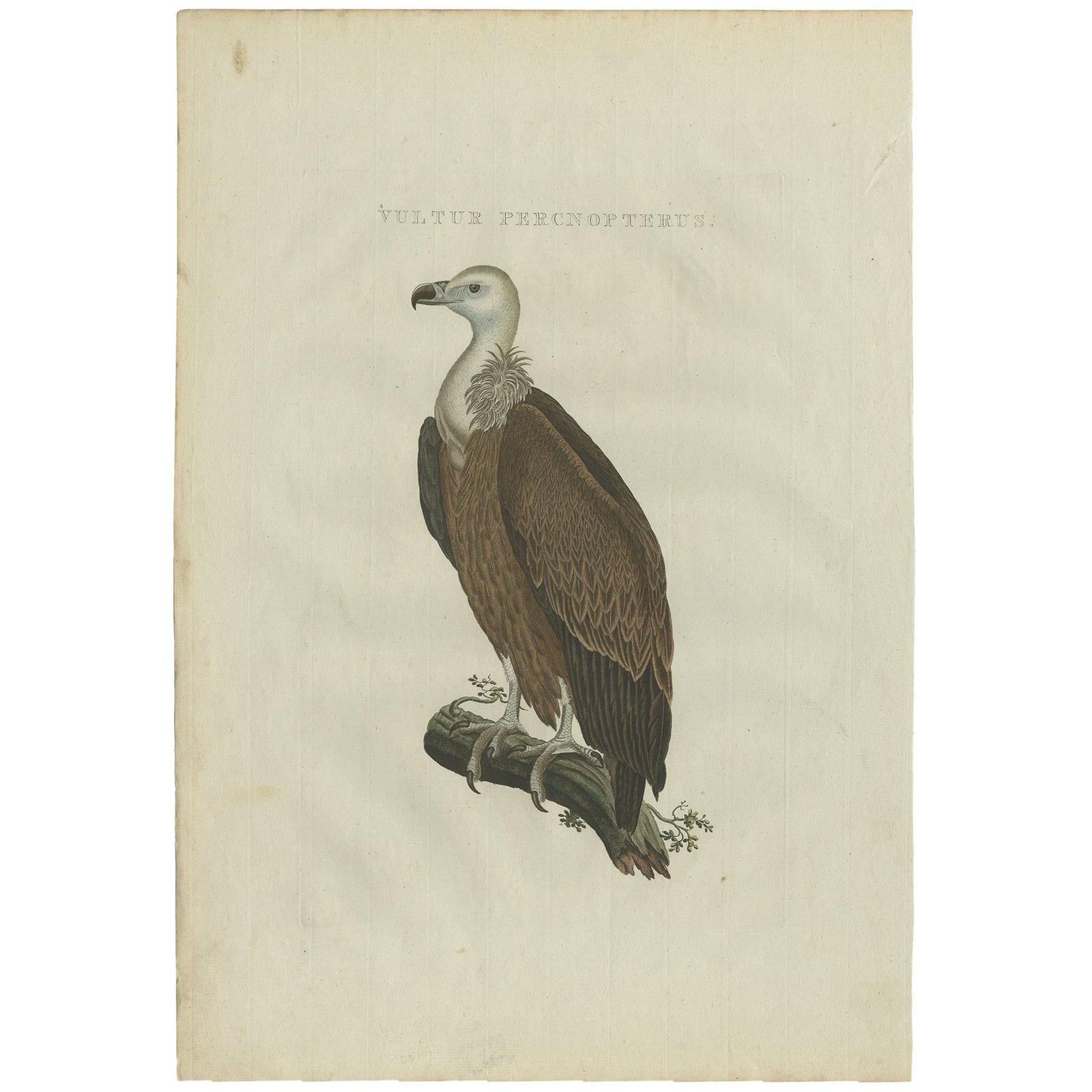 Antique Bird Print of a Vulture by Sepp & Nozeman, 1770