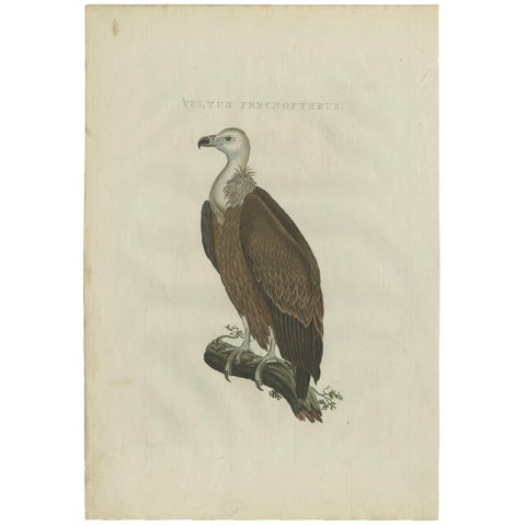 Antique Bird Print of a Vulture by Sepp & Nozeman, 1770