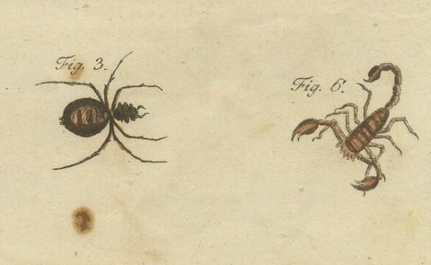 Goliath Bird-Eating Spider and Scorpions: Hand-Colored Engraving, 1792, close-up 1