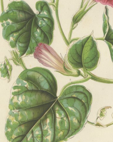 Japanese Morning Glory Punicea Picta, Pharbitis Polymorpha Plate V, 1858, close-up 1