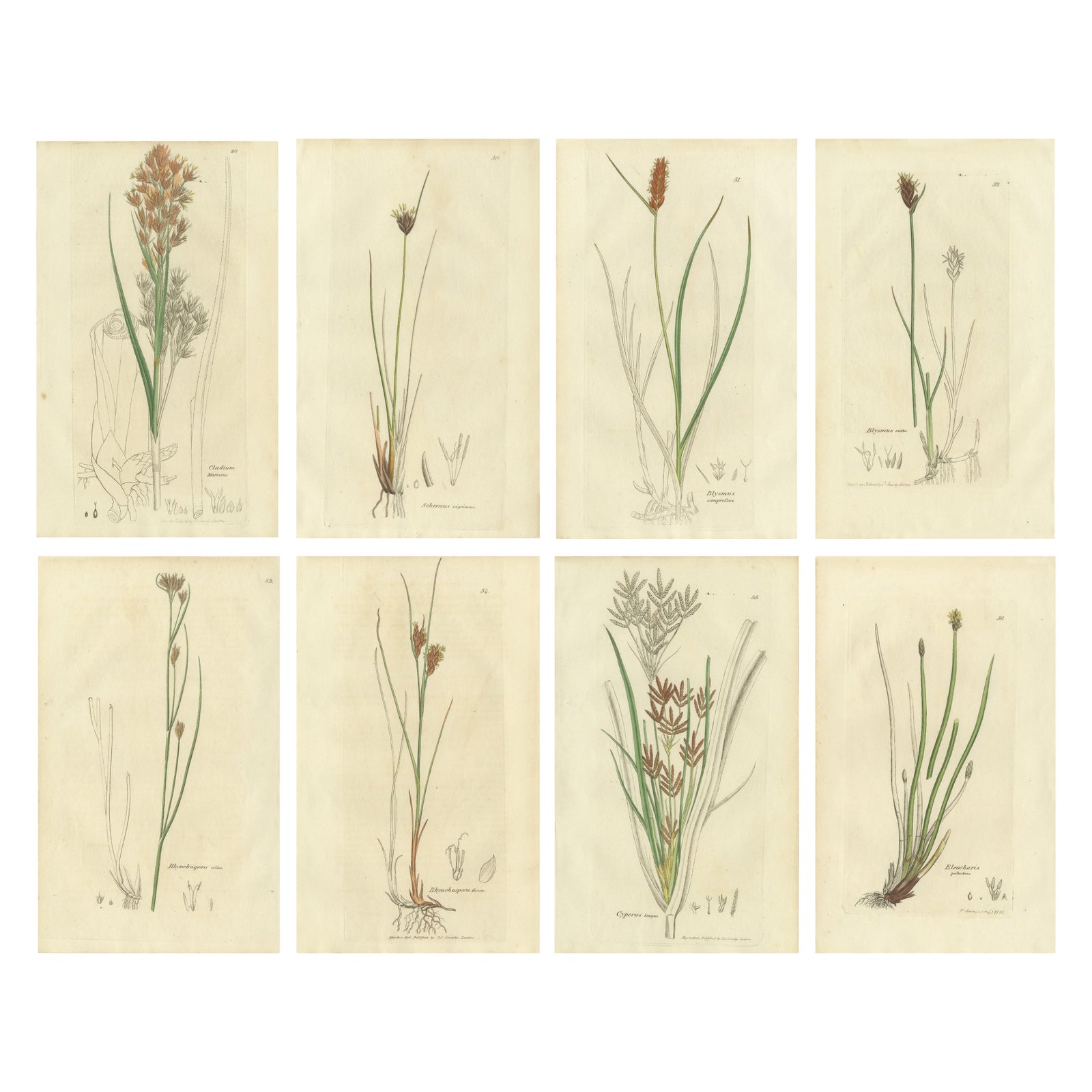 Set of 8 Antique Botanical Engravings of Sedges, Rushes and Wetland Plants, 1830