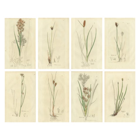 Set of 8 Antique Botanical Engravings of Sedges, Rushes and Wetland Plants, 1830
