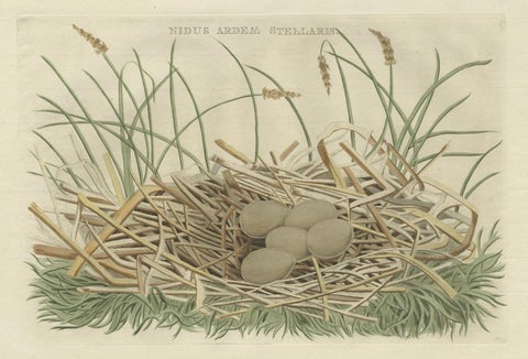 Birds Nest and Eggs of the Eurasian Bittern or Great Bittern, 1770, close-up 1