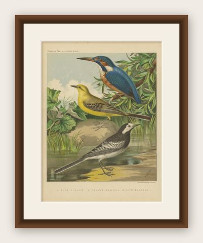 Antique Bird Print of the Kingfisher, Yellow-Wagtail, White Wagtail, circa 1880, shown framed
