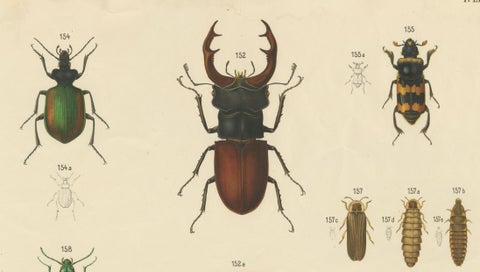 Large Antique Educational Poster of European Beetles and Larvae, c.1880, close-up 2