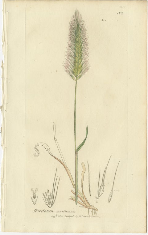Set of 8 Antique Botanical Engravings of Bromus Brome Grasses, c.1830, view 9