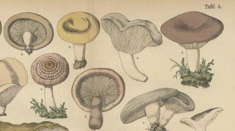 Lactarius Mushrooms, Antique Fungi Lithograph, Natural History Print 1885, close-up 4