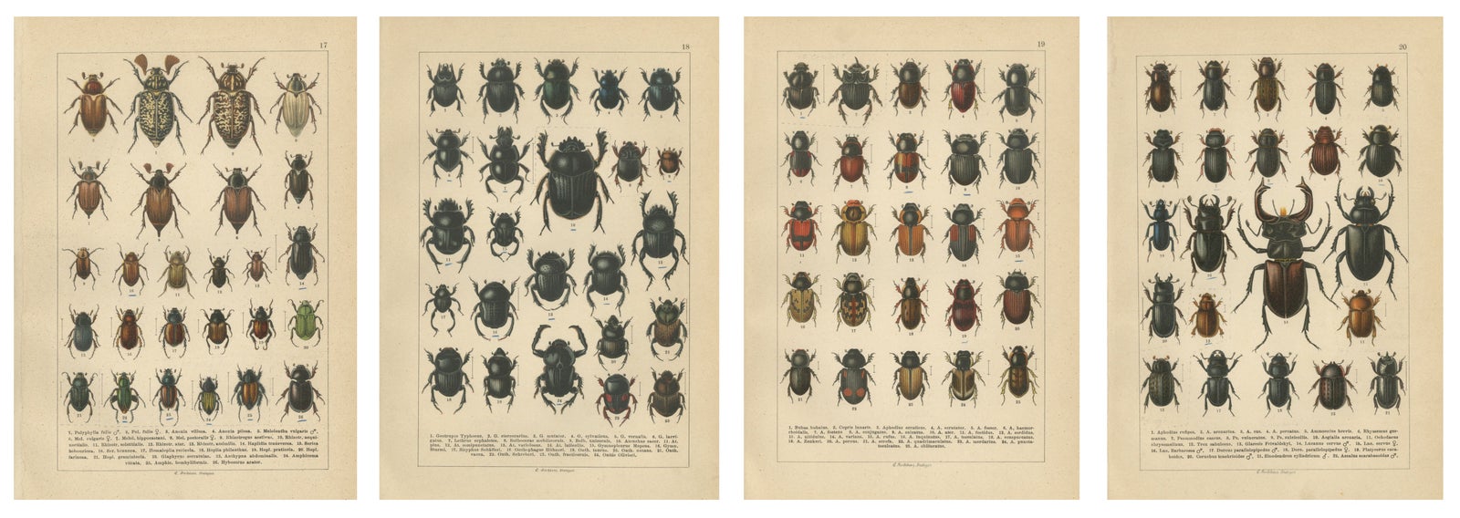 Victorian Beetle Prints Set of Four, Scarab & Stag Beetle Plates, 1893