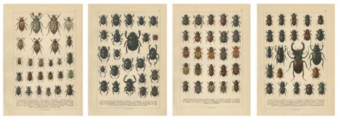 Victorian Beetle Prints Set of Four, Scarab & Stag Beetle Plates, 1893