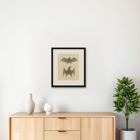 Antique Flying Fox Bat Lithograph by Karl Joseph Brodtmann, 1816, shown framed on a wall