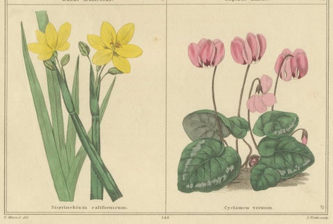 Antique Botanical Prints by B. Maund, Hand-Colored Pair, London c.1836, close-up 4