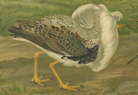 Antique Bird Print of Ruffs and Reeves in Breeding Plumage, 19th Century, close-up 4
