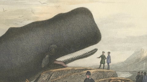 Le Physale Cylindrique (Sperm Whale), Hand-Colored Engraving, 1840, close-up 2