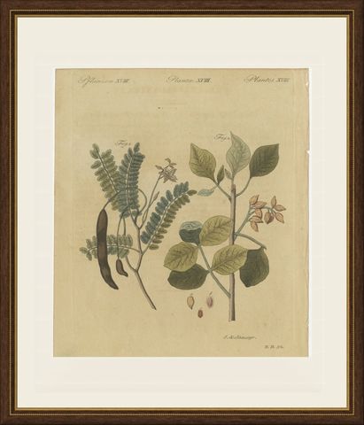 Tamarind and Pistachio Nut Tree, Antique Bertuch Print, circa 1805, shown framed