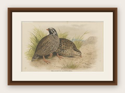 Antique Bird Print of the Mountain Quail by Hume & Marshall, 1879, shown framed
