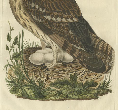Strix Ulula, Hand-Coloured Engraving of Short-Eared Owl with Eggs, 1770–1829, view 3