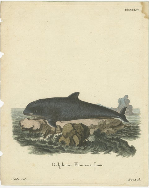 18th Century Hand-Colored Engraving of a Serene Navigator: The Harbor Porpoise, view 3