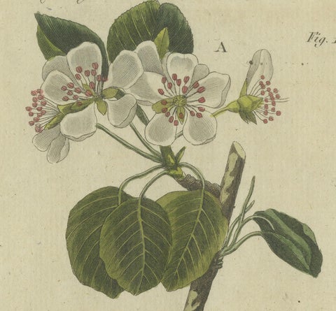 Blossoms and Fruits: Apple and Pear Trees Illustrated in an 1805 Engraving, close-up 4