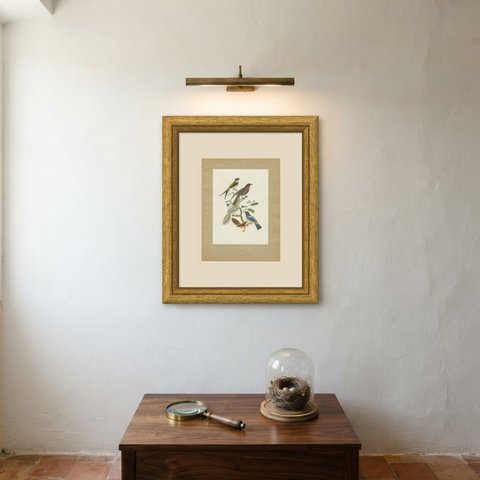 Swallow-Tailed Cotinga and Fruitcrow, Brazilian Bird Print, Descourtilz, 1944, shown framed on a wall