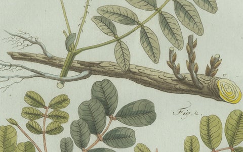 Original Antique Botanical Print of Rubber and Gum Arabic Trees by Bertuch, 1802, close-up 4