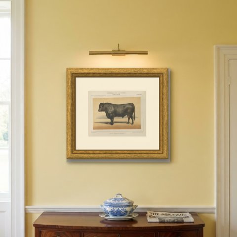 Angus Bull, Scottish Cattle Chromolithograph by Olivier de Penne, 1863, shown framed on a wall