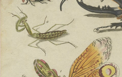Original Antique Print of Exotic Insects, Lanternfly and Mantis, c. 1790, close-up 6