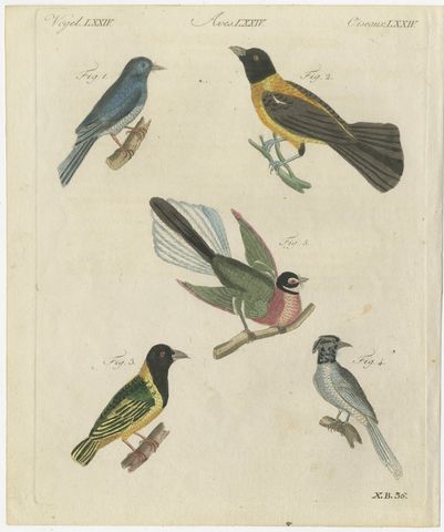 Five Exotic Birds, Antique Bertuch Print, Vienna, circa 1805, view 2