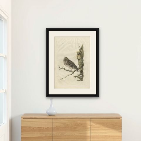 Little Owl, Hand-Colored Dutch Bird Print by Sepp & Nozeman, 1770, shown framed on a wall