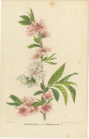Double Flowering Peach Japonica Stellata, Amygdalus Persica, 1859, view 2